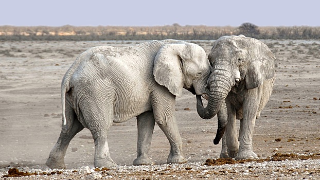 Ученые узнали, зачем слонам нужны усы на хоботе