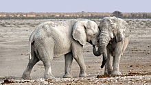 Ученые узнали, зачем слонам нужны усы на хоботе