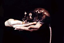 Домашняя крыса спасла хозяйку от смерти