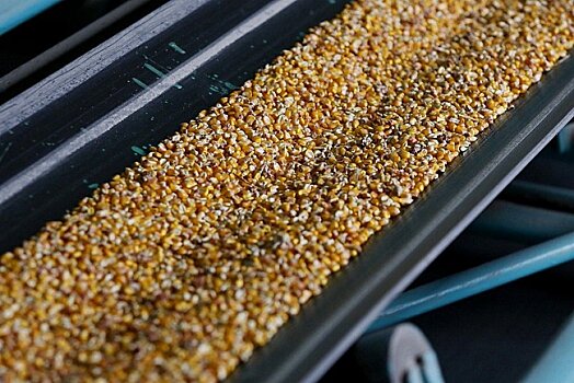 Кубанским аграриям увеличили объем субсидий на приобретение элитных семян