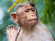 Вирусолог заподозрил рукотворное вмешательство в вирус оспы обезьян