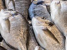 Самую популярную рыбу кулинарных шоу разводят в аквакультуре Тамбовской области