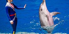 Бесплатные занятия и фотовыставку о дельфинах подготовил "Москвариум"