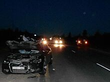 Лося сбили на дороге в Удмуртии