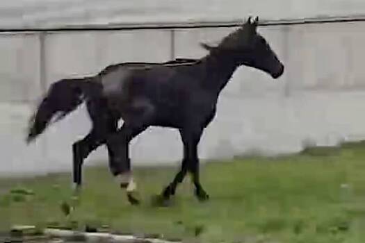 Потерянную во Владикавказе травмированную лошадь нашли