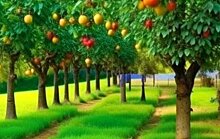 Для производителей яблок глифосат остается самым дешевым средством борьбы с сорняками