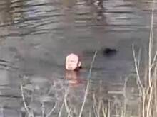 Россиянин искупался в холодной реке в Екатеринбурге и попал на видео