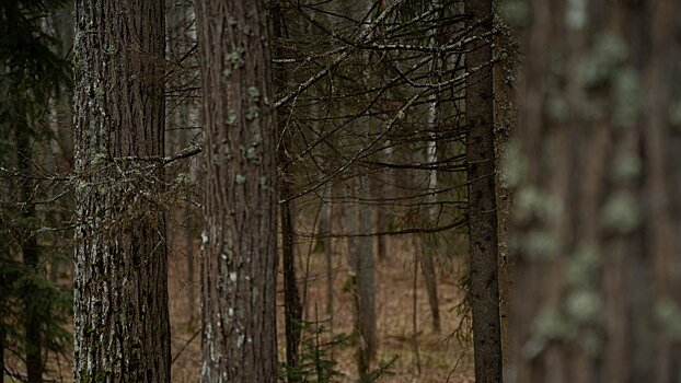 До +1 ожидается днём 20 ноября в Удмуртии