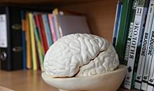 Медики объяснили, как COVID-19 воздействует на мозг человека