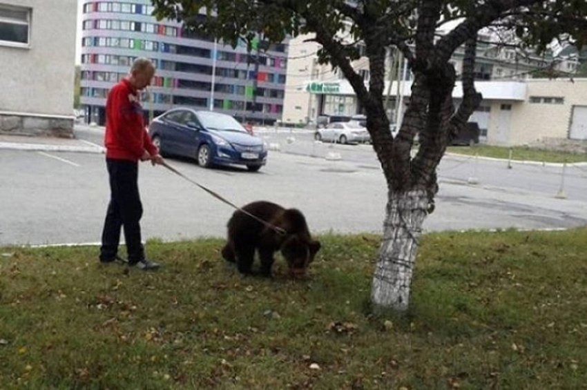 Ничего необычного, просто мужчина выгуливает медведя.