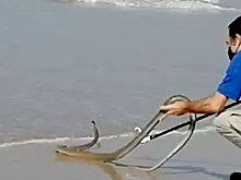 Огромная ядовитая змея приплыла на пляж и довела до паники отдыхающих