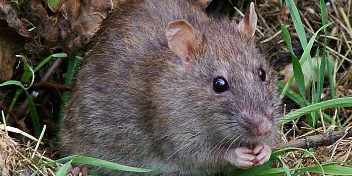 Дай лапку, крыса: как заставить себя не бояться грызунов