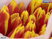 8 марта объявлено днем перемирия в Донбассе