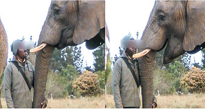 Слоны могут «ловить зевок» от человека