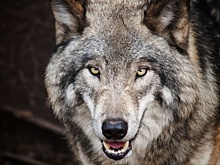 В Омской области волки начали подходить к деревням