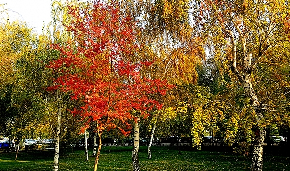 Последняя неделя октября дарит волгоградцам очаровательные краски осени