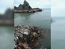 Генетический анализ водорослей позволил обнаружить древнее землетрясение