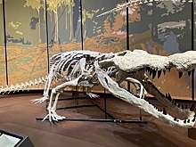 Восстановлен облик древнего «убийцы динозавров»