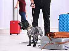 Видео: как выглядит туалет для собак в аэропорту