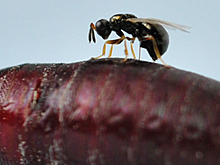 Самцы ос-паразитов могут обнаруживать самок внутри зараженных мух
