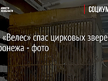 Центр «Велес» спас цирковых зверей из Воронежа - фото