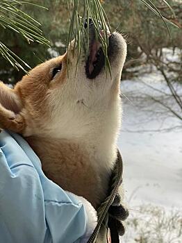 Латвия: Йошка вышел в люди и получил штраф