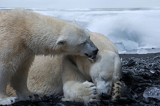 Белым медведям предрекли изчезновение из-за потепления