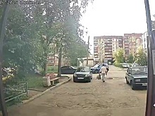 Неизвестный стреляет по бродячим собакам на Сортировке