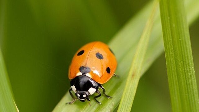 Почему божью коровку на Руси считали посланницей Всевышнего