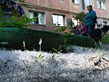 Россиянам-аллергикам назвали способ спастись от тополиного пуха