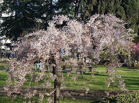 Волшебство весны: в Японии зацвела сакура