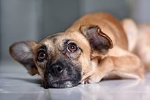 Атопический дерматит у собак — лечение, симптомы, фото патологии
