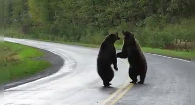 «Миша, иди домой»: Автоинспектор попросил медведя уйти с дороги