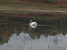 Жители Самарской области призывают спасти одинокого лебедя в обмелевшем озере