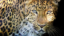 В Индии дикий леопард зашел в холл отеля