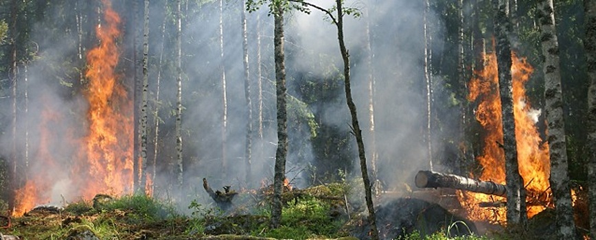 Режим ЧС в лесах вводят в Приамурье из-за пожаров