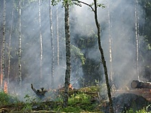 Режим ЧС в лесах вводят в Приамурье из-за пожаров
