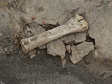 Кости найдены под стенами Нижегородского кремля на Зеленском съезде