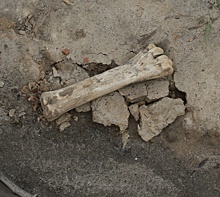 Кости найдены под стенами Нижегородского кремля на Зеленском съезде