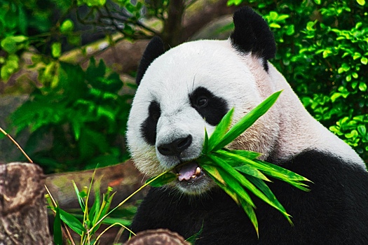Китай может отправить в США новых панд в качестве «посланников дружбы»