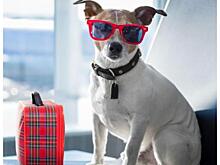 5 правил безопасного перелета собаки в самолете