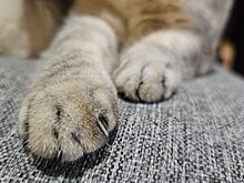 Шесть признаков, что кошка к вам сильно привязалась