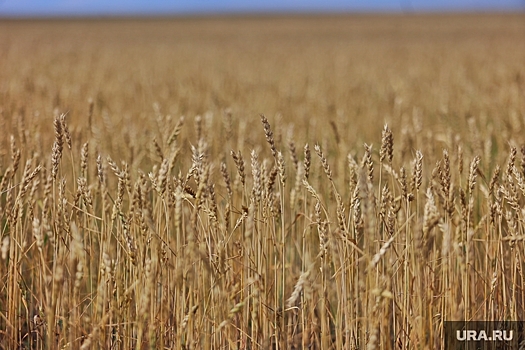 Курганские аграрии задумались об отмене уборки зерна в регионе