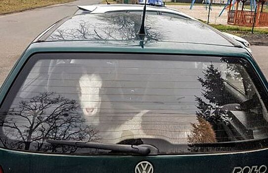 Польская полиция остановила автомобиль с сюрпризом