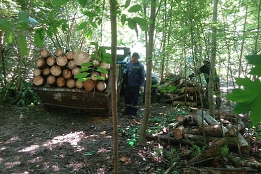 Более 700 сухих и сломанных деревьев вывезли из дендропарка Ивантеевского лесопитомника