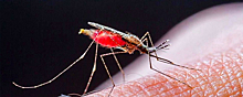 В США после 20-летнего перерыва выявлены случаи заражения малярии