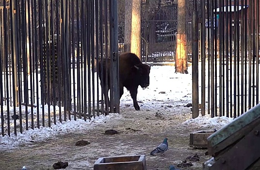 Новосибирский зоопарк отправил в Белоруссию бизонов, козлов и баранов