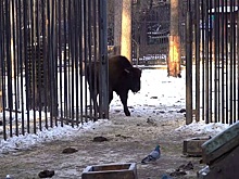 Новосибирский зоопарк отправил в Белоруссию бизонов, козлов и баранов