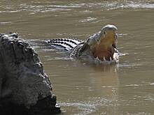 Крокодил напал на стирающую в реке женщину и съел половину ее тела