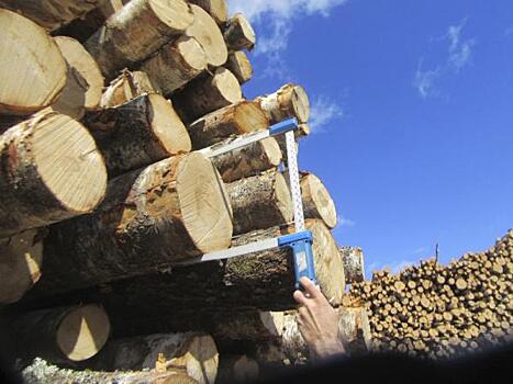 Хабаровский край просит пересмотреть решение о запрете экспорта необработанной древесины